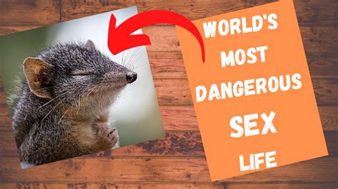 The Horniest Animal In The World Is Not What You Think It Is